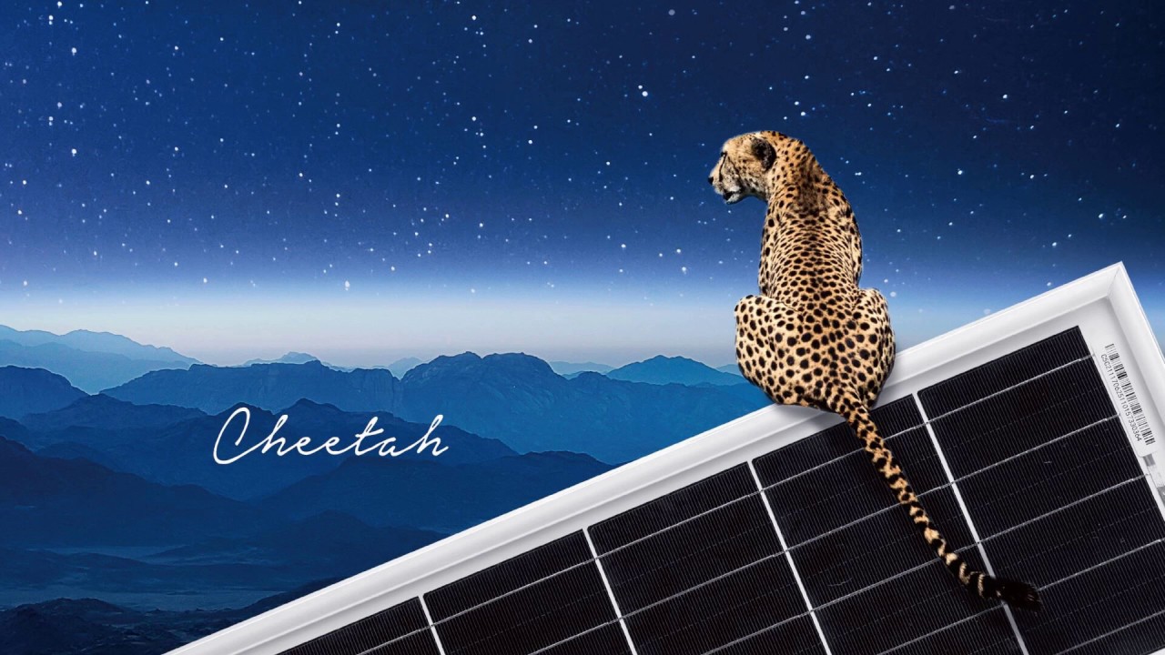 Jinko Cheetah Solar Panels